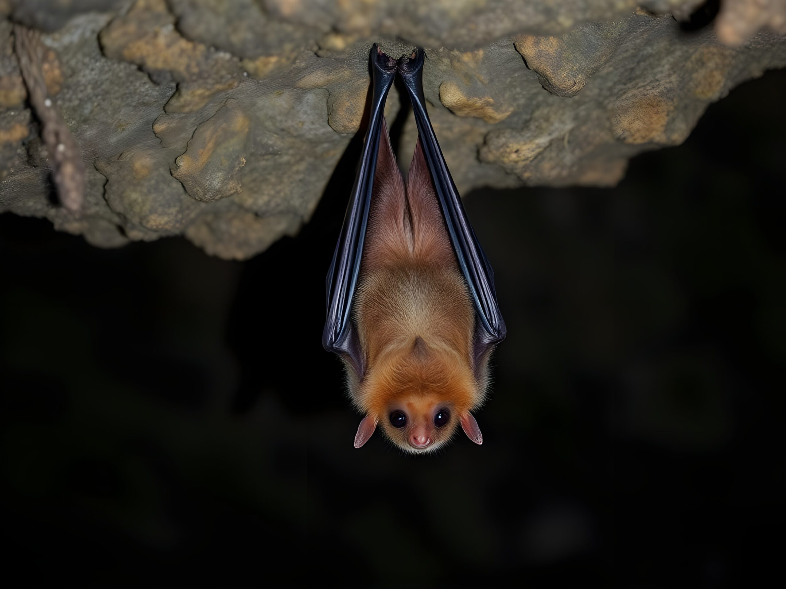 Bat Infestation Removal - Pest Control