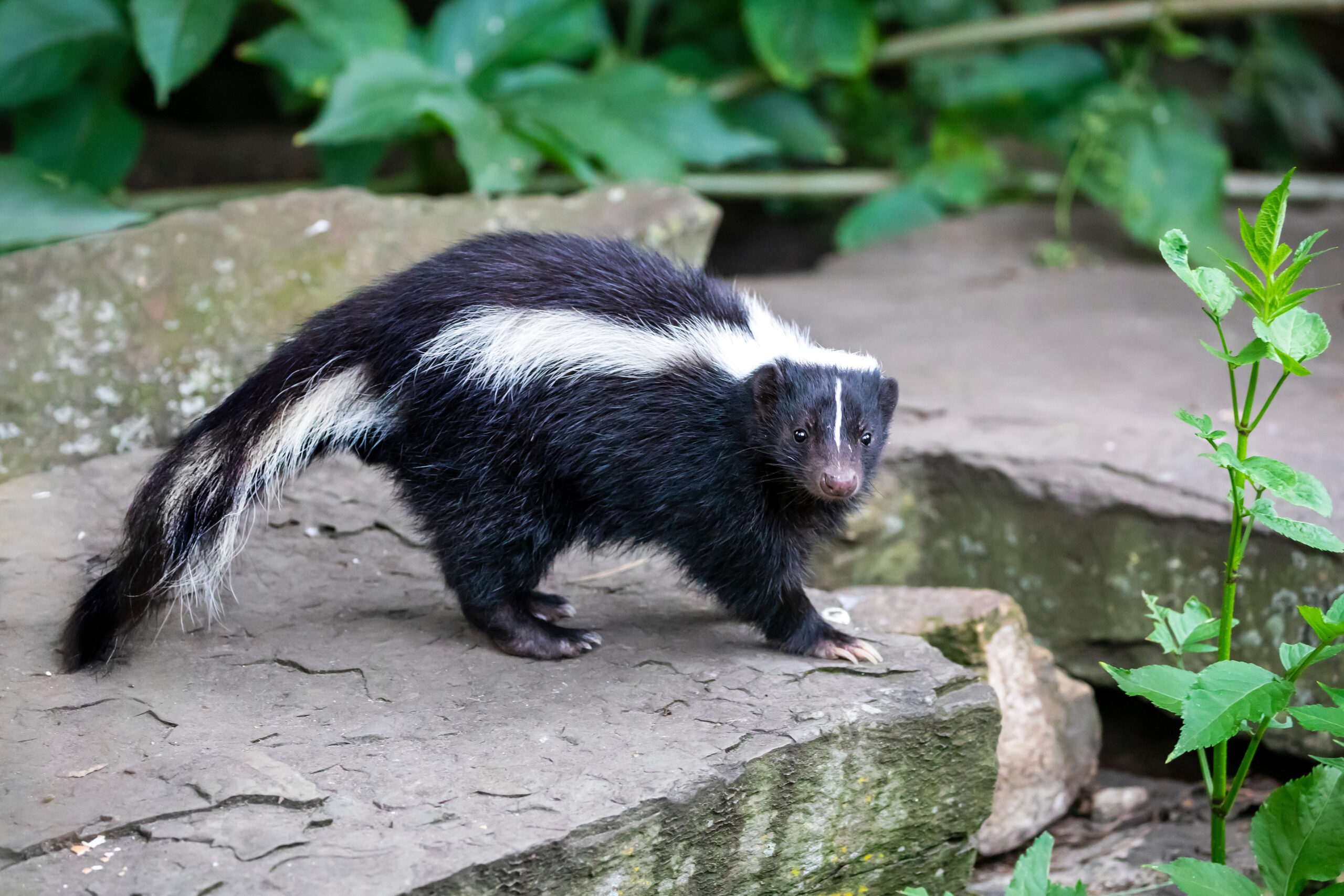Skunk - Humane Wildlife Removal