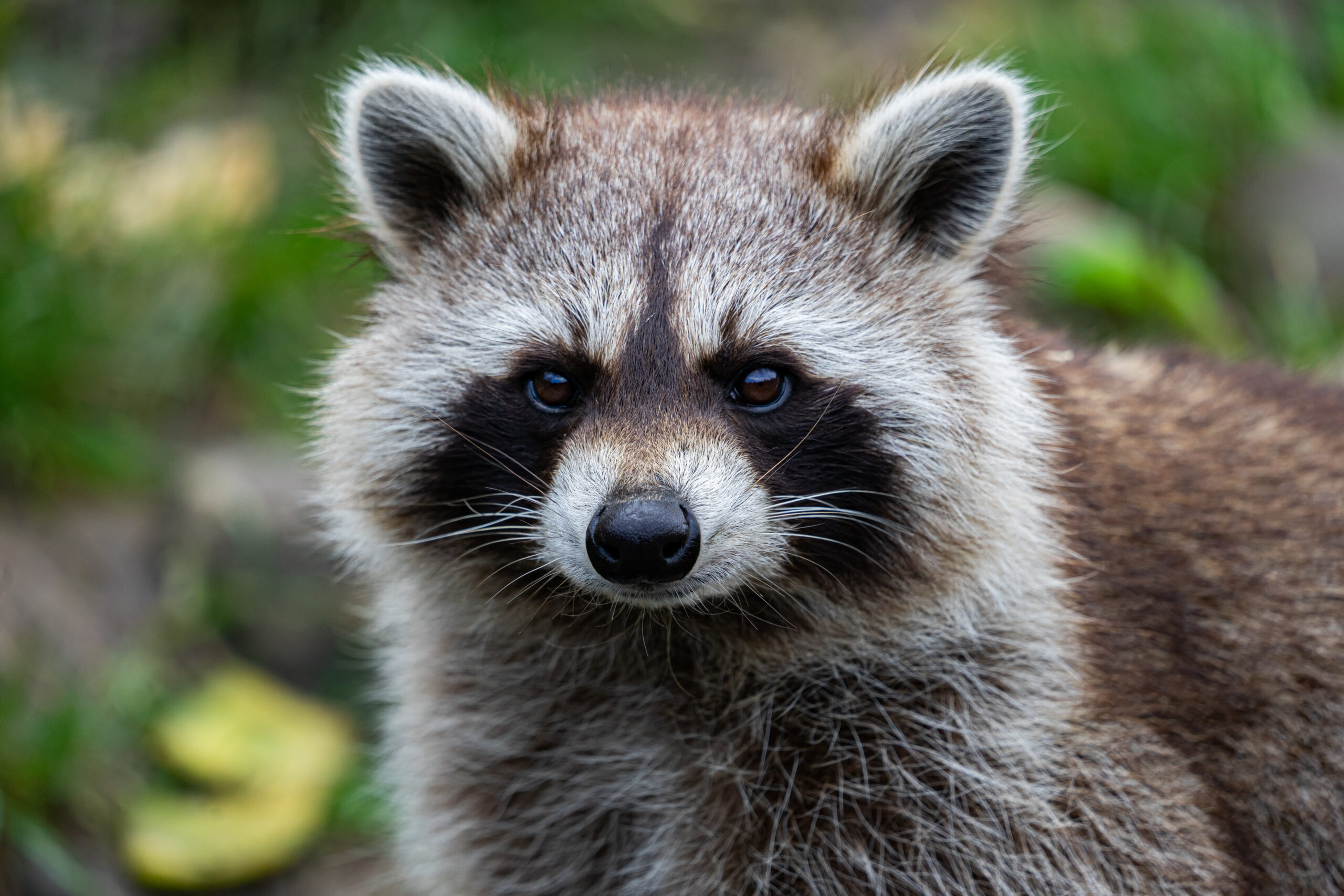 Raccoon - Wildlife Removal