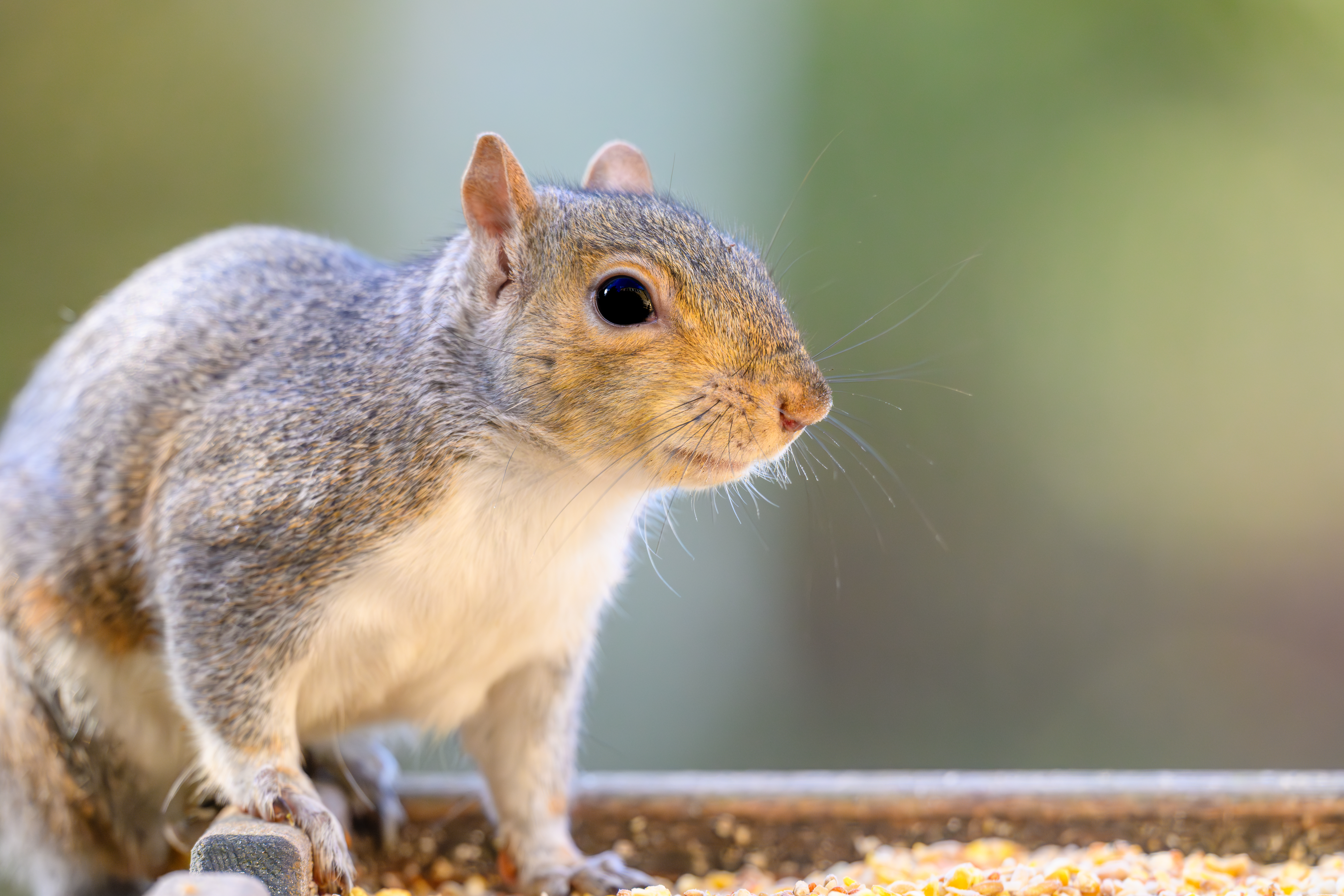 Squirrel - Humane Pest Removal