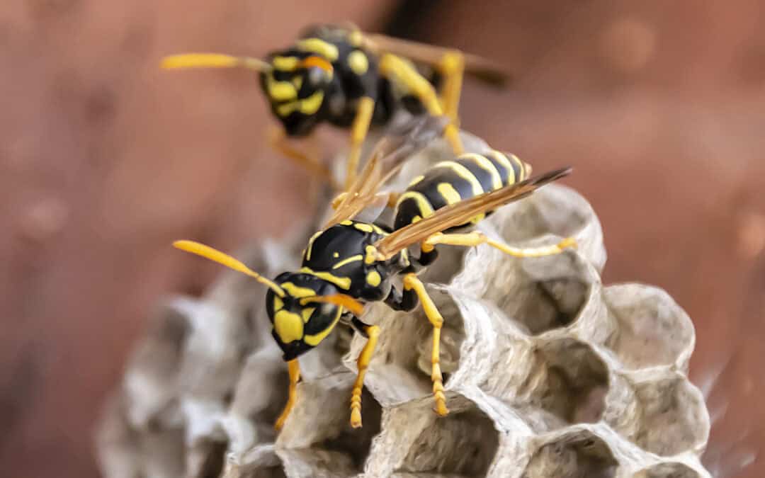 Why a Golf-Ball-Sized Wasp Nest in May is an Emergency (Toronto and Area Guide)