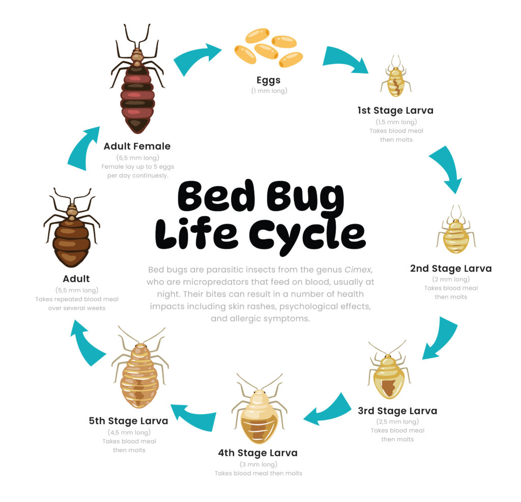 Lifecycle-of-a-Bed-Bug