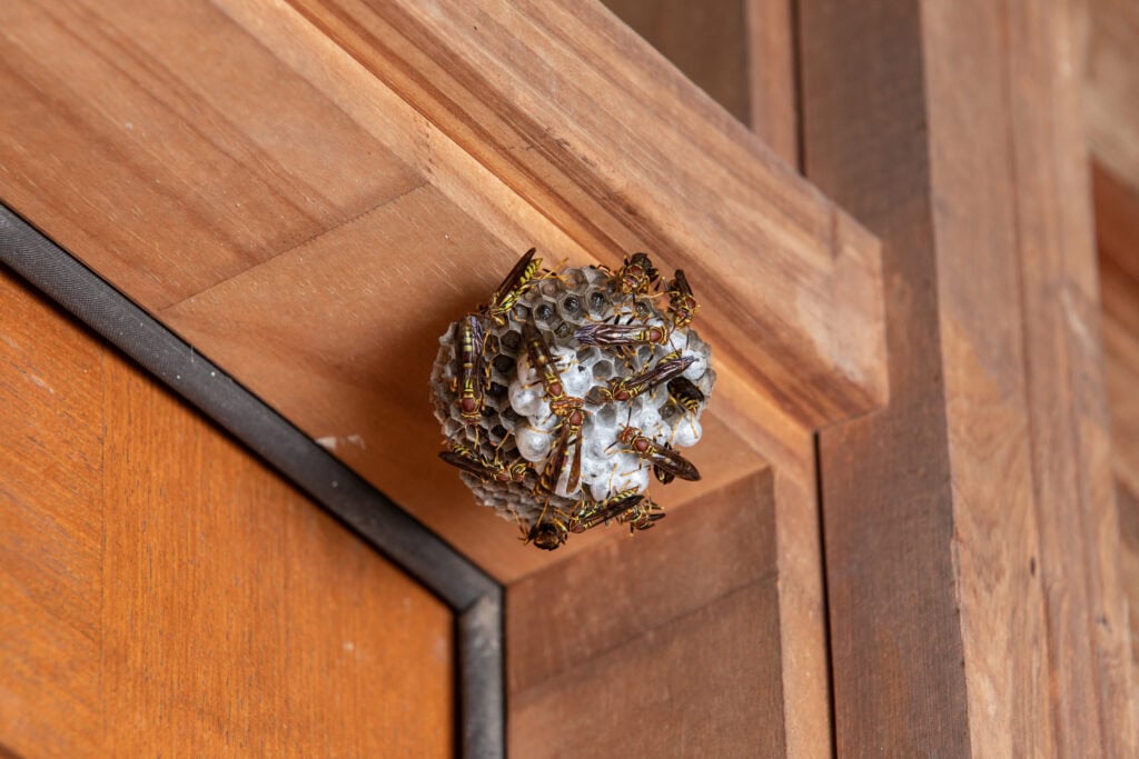 Wasps clustered on a gray paper wasp nest attached to a wooden exterior surface.