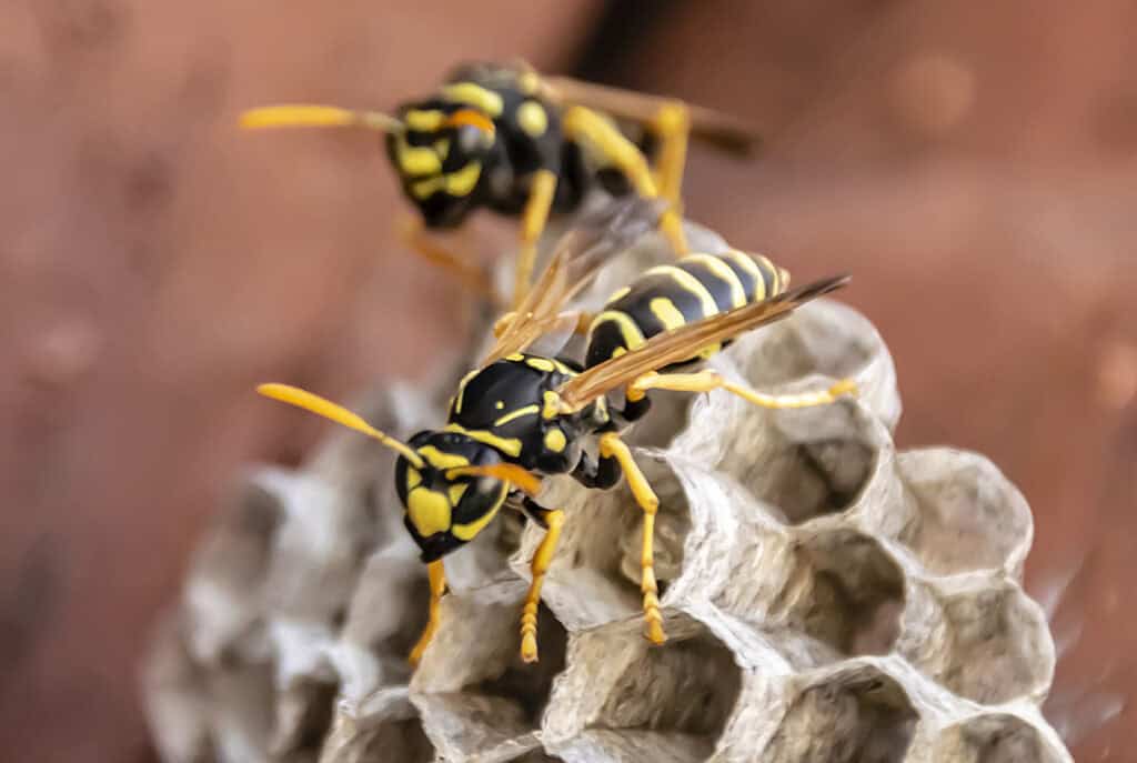 Close-up of a yellow-and-black wasp clinging to crumpled paper.