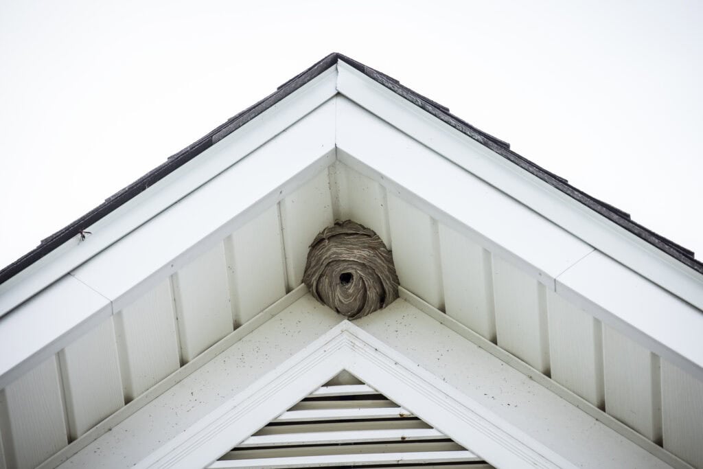 Wasp nest built inside the triangular peak of a white-painted roof, visible between the white eaves.