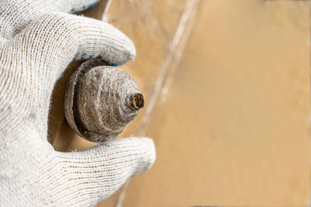 Close-up of a gloved hand holding a small gray spiral fossil or shell on a wooden surface place.
