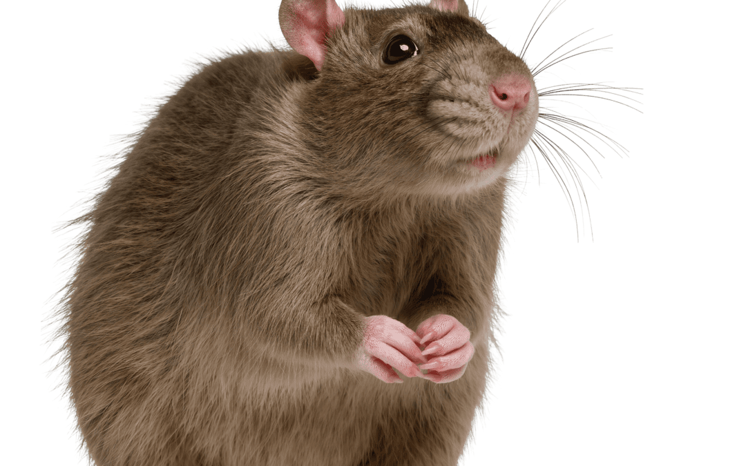 The Summer Rodent Surge: Why Rats and Mice are Invading Toronto Yards this June