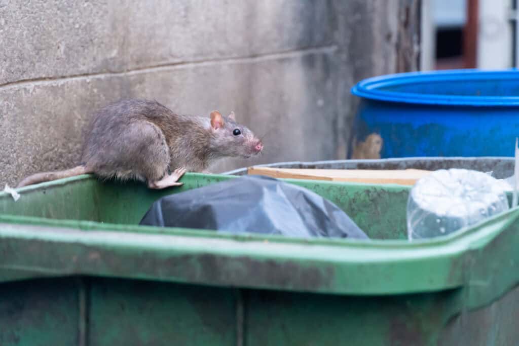 The rats are eating in the trash in the big city - Commercial & Residential Home Pest Control, Removal & Management Services Company Brampton, Mississauga & Toronto Ontario Brown rat perched on the edge of a green dumpster in an urban alley with a blue barrel nearby.