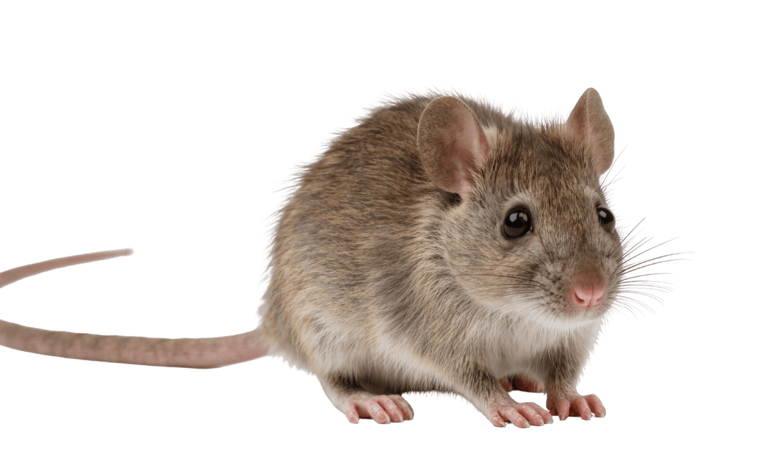 The Great Fall Migration: Why Mice View Your House as a Five-Star Resort