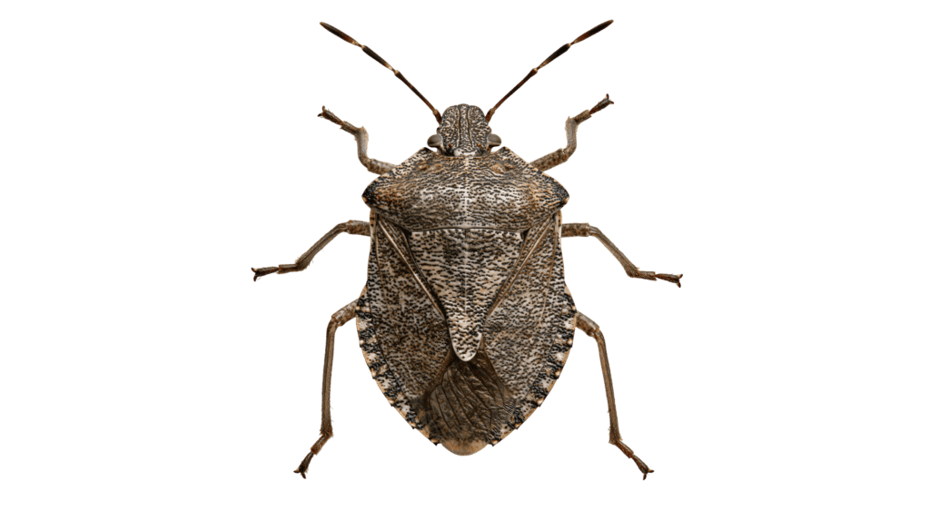 Stink-Bug_2191474481 - Commercial & Residential Home Pest Control, Removal & Management Services Company Brampton, Mississauga & Toronto Ontario Stink Bug