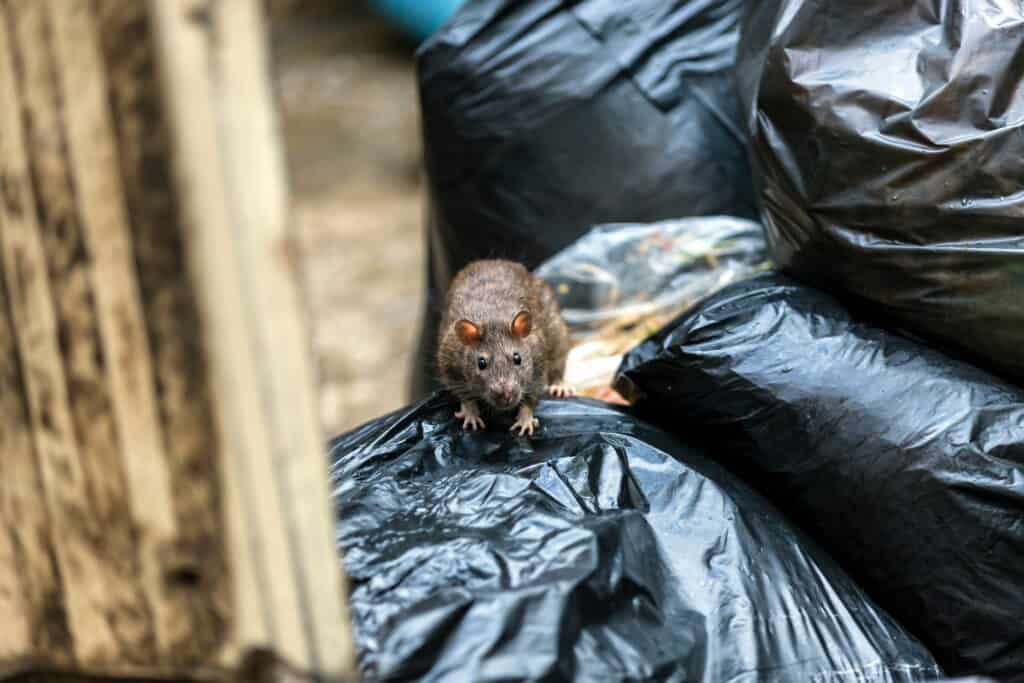One wet brown mice Emerging among the black garbage bags