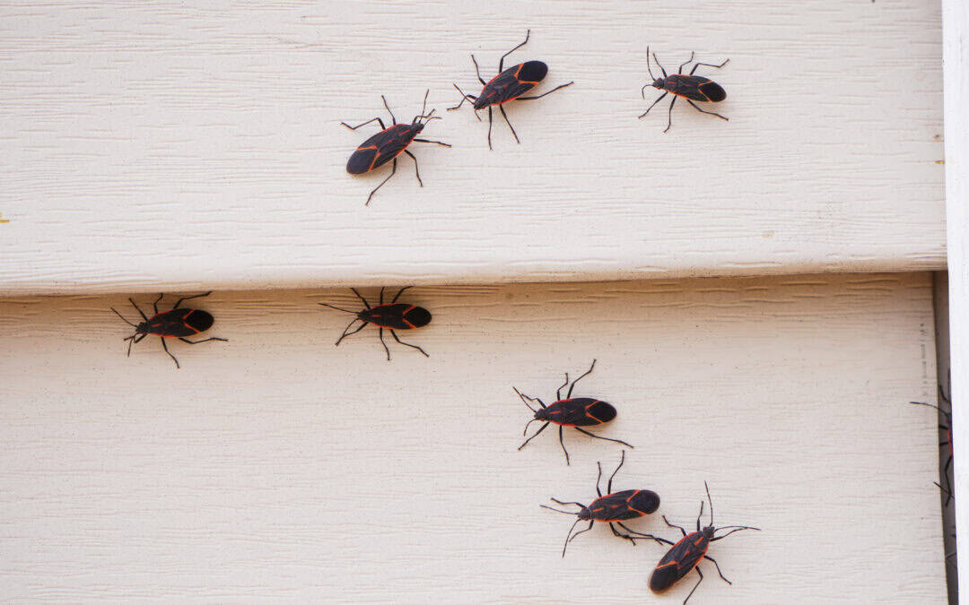 Bugs. The Unwanted Sunbathers: Boxelder Bugs and Stink Bugs on Your Siding