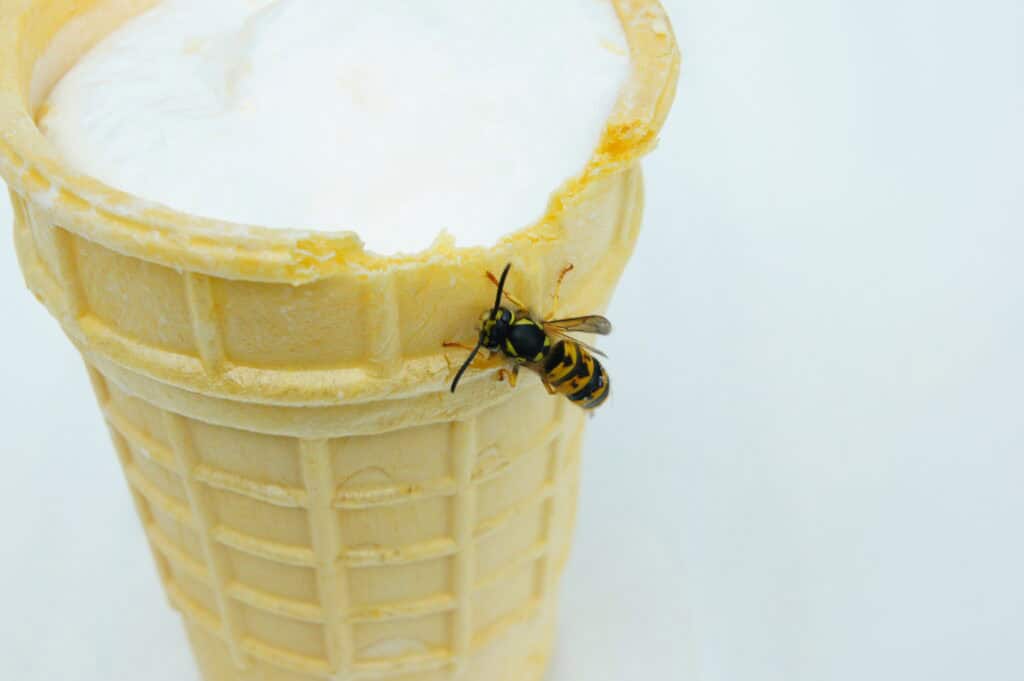 Wasp sitting on ice cream